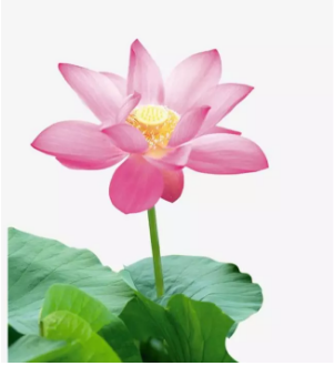 1563257663426486.png image.png